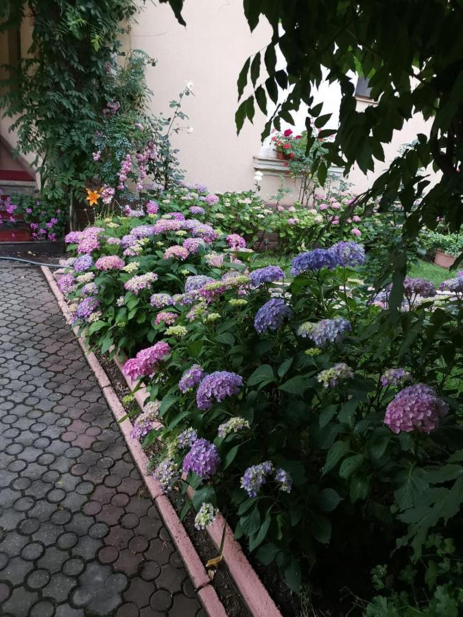 Vila Cerbul Albastru Hotel Moneasa Exterior photo